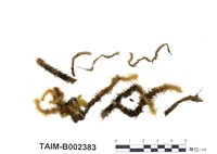 藏品(擬木毛苔)的圖片